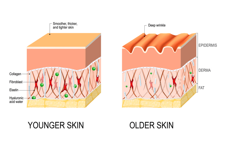 Cấu trúc của làn da khi giữa trẻ và già
